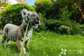 哟吼~苏州动物园喊你来认养自己的“崽”图片