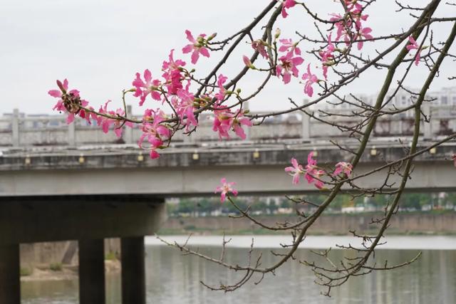 请查收！怀集发来花色请柬