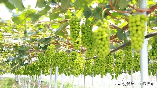 开炫！西海岸秋日“萄”宝指南来啦→