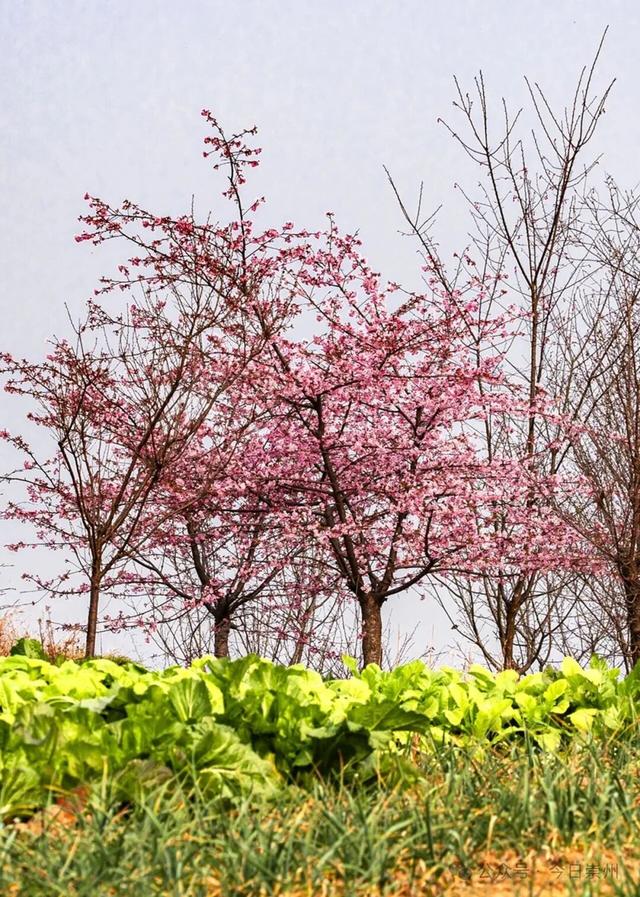 崇州的樱花，开啦！！!