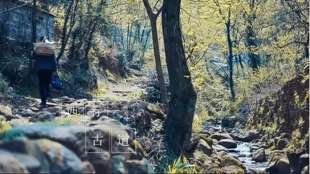 定向赛将至，来游峨桥美！11 月来 “茶香山水” 间解锁诗意乡村