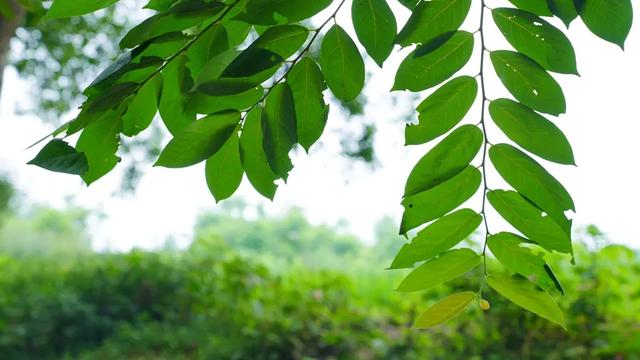 最快30分钟!河滩玩水、捉鱼虾、划竹筏…没有门票!