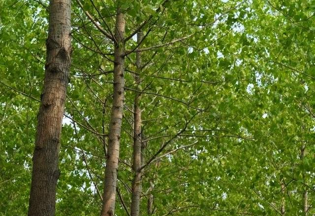 俗语“五树进宅，人穷家败”，分别指的哪五树？有道理吗