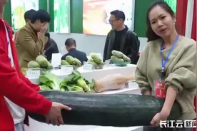 巨无霸冬瓜、2米高芝麻……武汉种交会的稀奇物你见过吗？图片