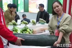 巨无霸冬瓜、2米高芝麻……武汉种交会的稀奇物你见过吗？图片