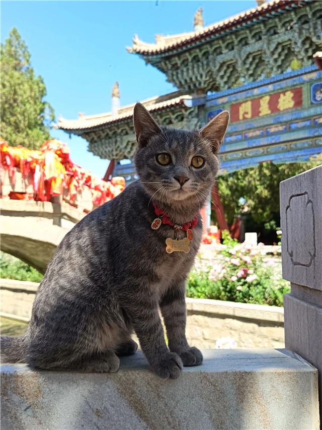 【联动宣传】武威“网红打卡地”来了，你都去了吗？