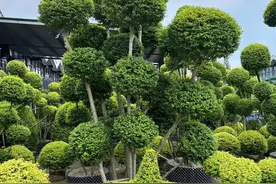 “庭园见树，十宅九富”！家里有院子，可以栽种这10种，大气吉利图片