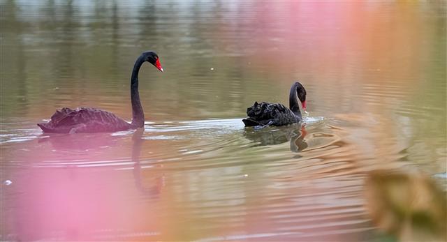 超治愈！垫江三合湖天鹅戏水，公园惬意景藏不住～