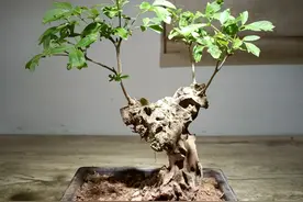 山东小伙养了一棵极品黄荆，曾经有人出价1.8万都不卖，晒晒图片