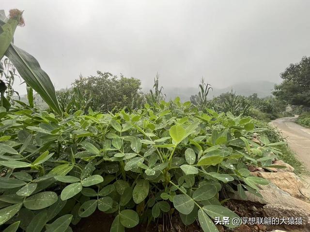 章丘大山深处有一座始建于宋元时期的古庙宇：杓峪庵