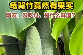 广东美女养的龟背竹结果了，香甜软糯，网友炸了：这玩意能吃？图片
