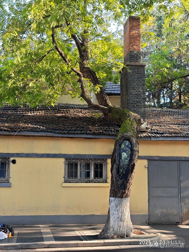 南京“丑萌”梧桐C位出道！颐和路半天游，把民国浪漫拍成表情包