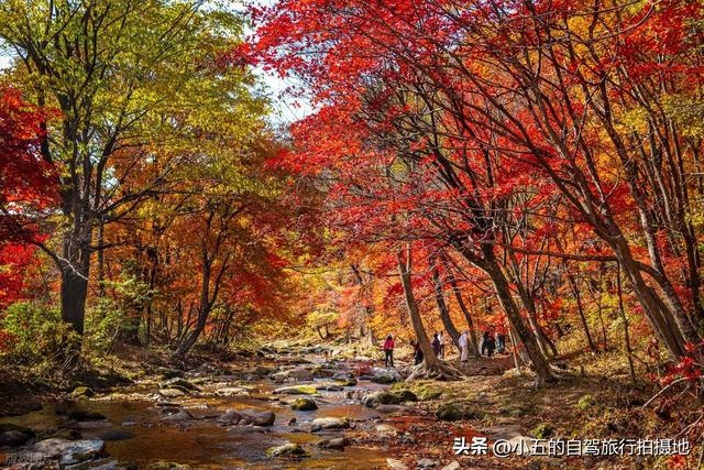 本溪十月赏枫实测攻略！“中国枫叶之都” 交通 + 景点 + 环线不踩坑