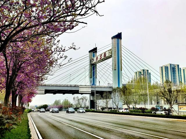 石家庄多条花街迎来观赏季