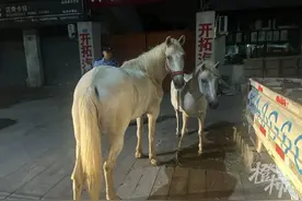 凌晨，杭州街头惊现两匹白马，钓鱼爱好者跟了一路图片