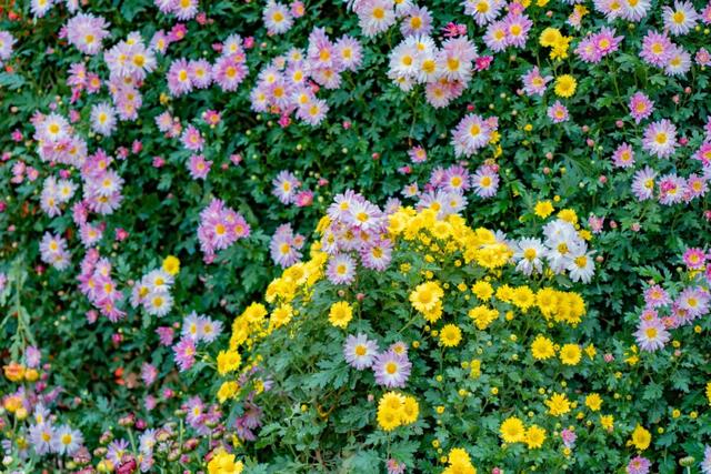 木兰花乡300000盆菊花热烈盛放