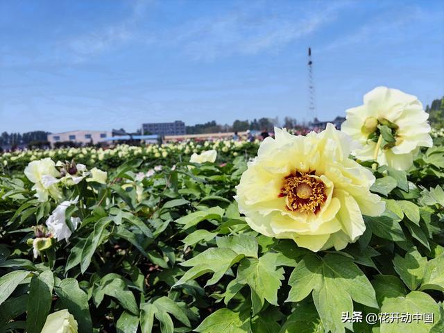 菏泽冠宇牡丹园：从“小种植园”到“大产业圈”的3A巨变