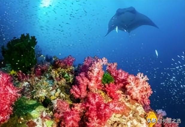 阿雅娜科莫多维艾齐洙沙滩度假村倾情呈献蝠鲼点自然奇观