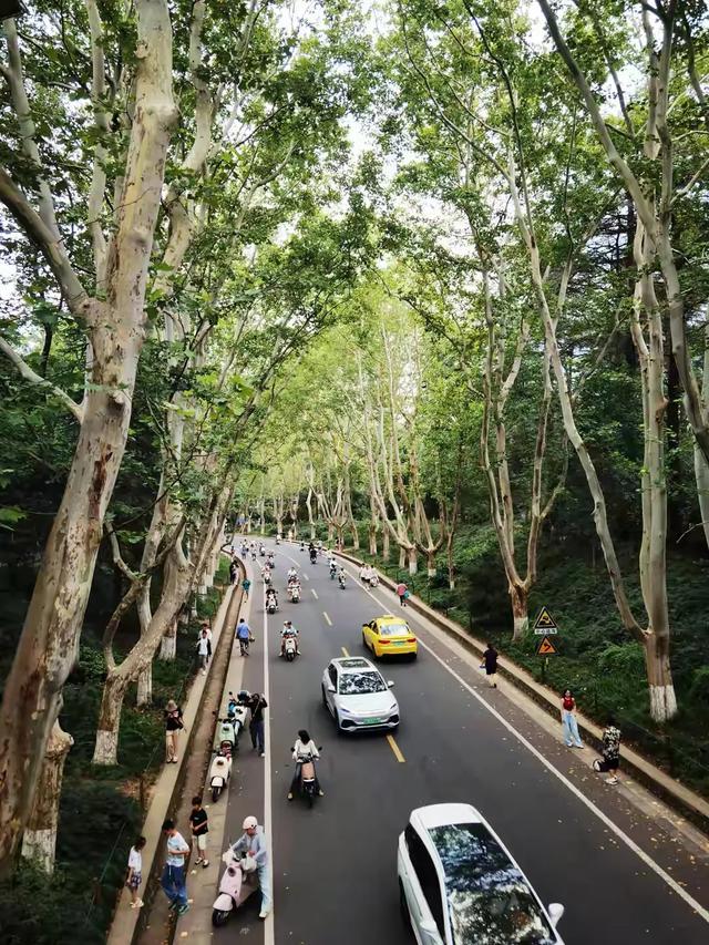 南京中山陵“坑游客”大吐槽：我的踩坑全纪录，带你避雷！