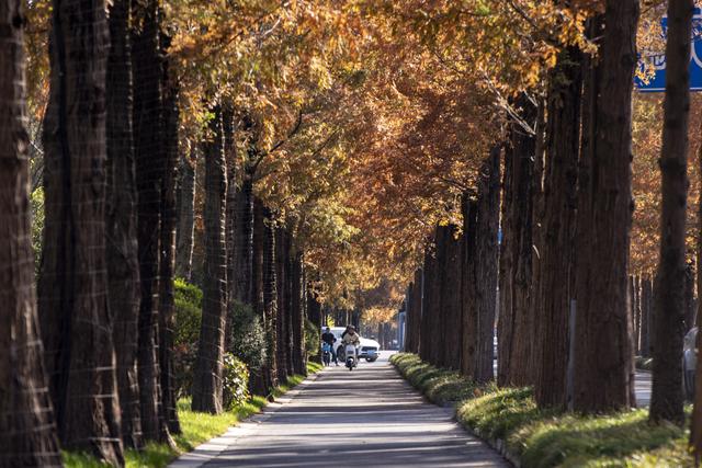 扬州长春路：半世纪水杉绘就生态走廊 “冬妆”
