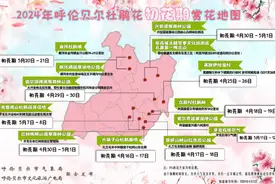最惜杜鹃花烂漫 春风吹尽不同攀-呼伦贝尔杜鹃花花期预报图片
