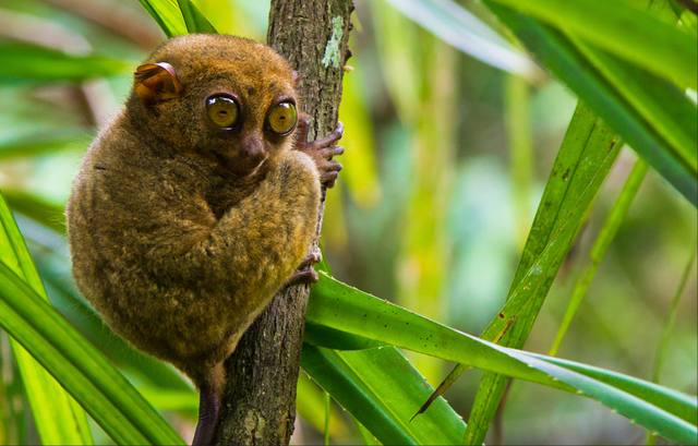 正式官宣！菲律宾对华免签！最全攻略看这里