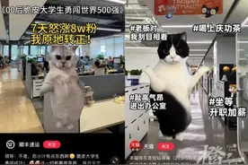 00后接管官方账号后发了它爆火！突然之间，全网都在发小猫的视频？图片