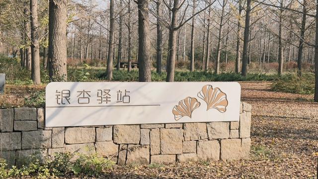 赏秋好去处 南彩银杏园