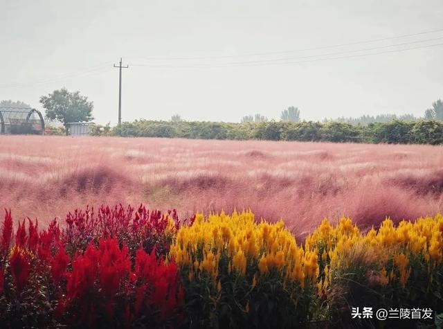 好客山东好品山东｜快看！山东的秋天是粉色的