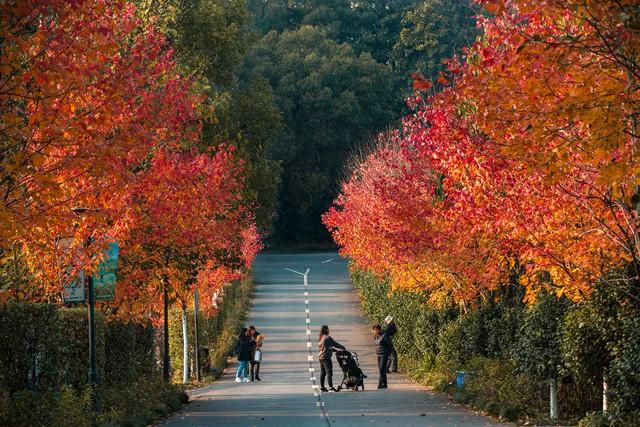 拿好不谢！重庆红叶季最全保姆级攻略，照着拍就对了！