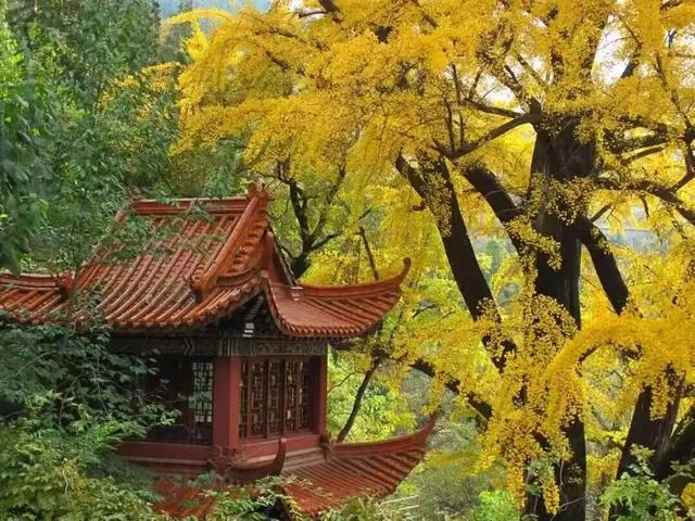 临沂人秋日里心心念念的风景已经来了，快看看吧