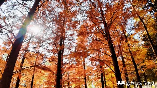 黄石新顶流打卡地！红杉林层林尽染 现实版“童话森林”