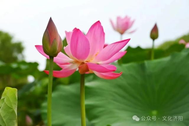 “荷”你说一声,可以换新壁纸啦!