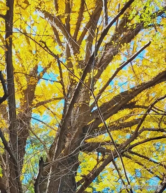 最大1600岁！黄石这几棵银杏王 你都打卡了吗？