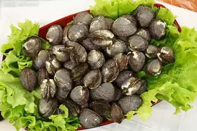 春节期间，胶州湾的赤贝陆续上市，鲜嫩肥美，快来尝鲜！图片