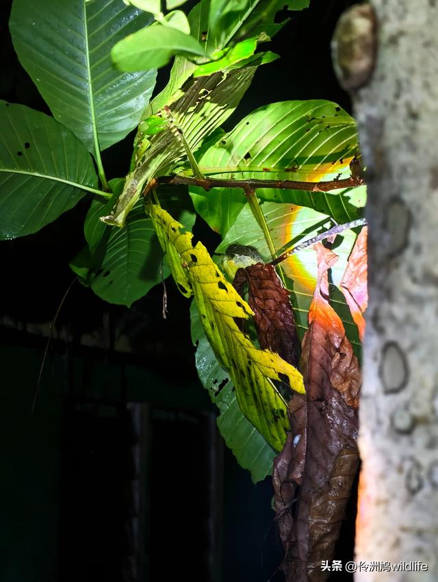 马来西亚(36)砂拉越州⑩峇哥国家公园夜间徒步体验