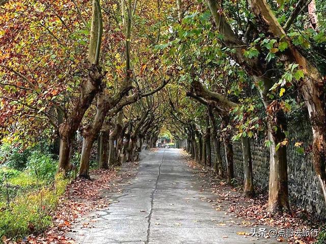 成都彭州的魔幻彩林，都不要门票！壮观、唯美、浪漫，无不惊艳！