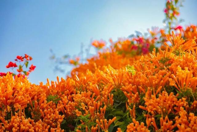 美疯了！高铁直达“四川小三亚”，花海开爆！草莓按盆吃，烧烤香迷糊！