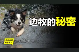 边境牧羊犬：如此聪明却当不了警犬？这一切谜团，竟与上帝有关图片