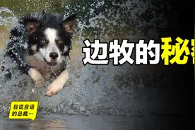边境牧羊犬：如此聪明却当不了警犬？这一切谜团，竟与上帝有关图片