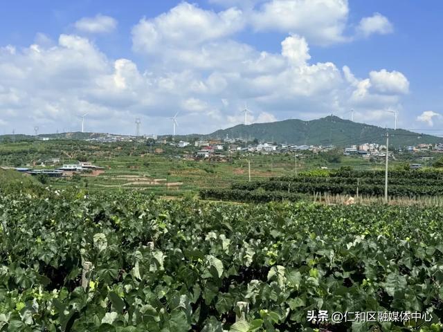 水晶、红提、黑虎香……哪个才是心头好?