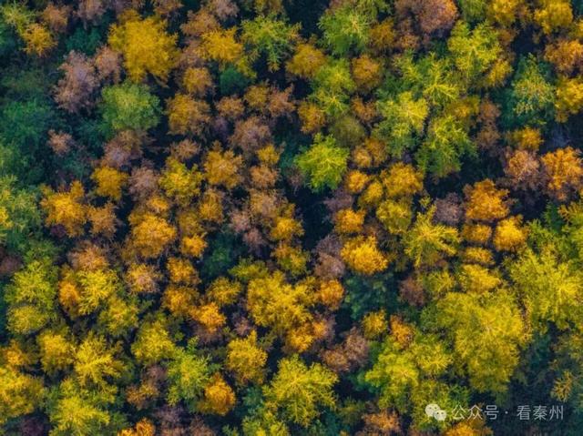 镜瞰秦州·悦秋