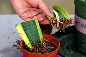 6种美丽花，不需要买，叶子扔盆里，长出一大片，生根太快了图片