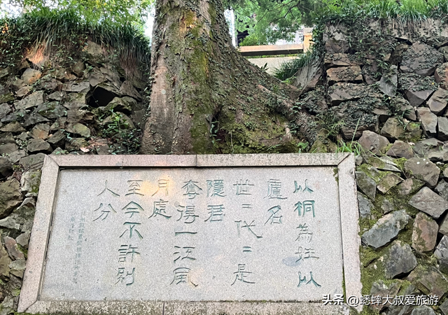 被杭州“药祖圣地”迷住了，一到晚上美如仙境，关键还能免费游！