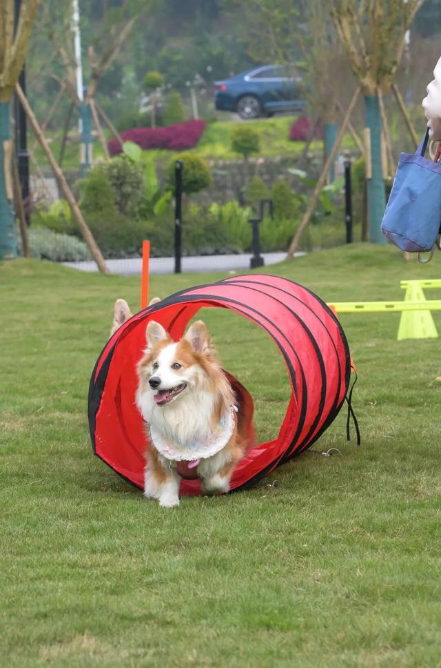 汪汪队！集合！