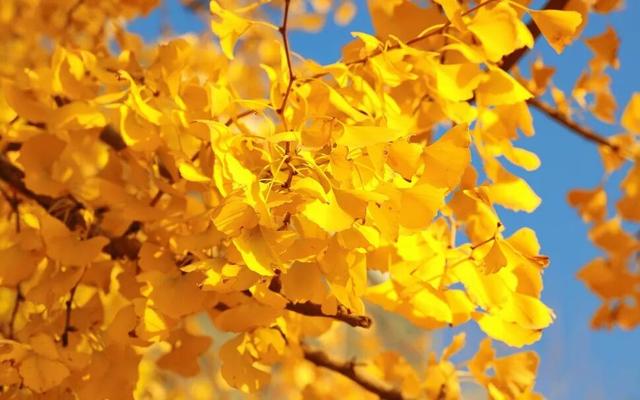 一叶知秋，一树成金，又到银杏醉美时