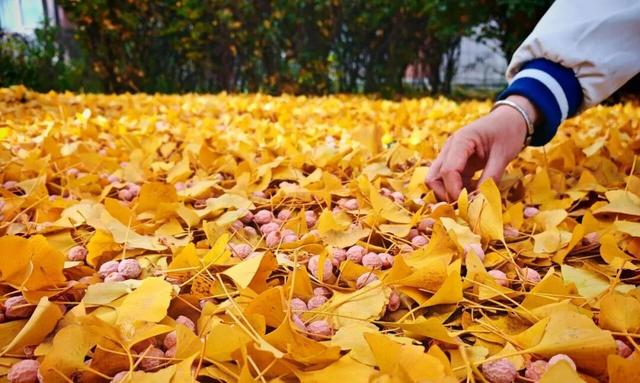 河北经贸大学2025金秋银杏节11月8日盛大开幕