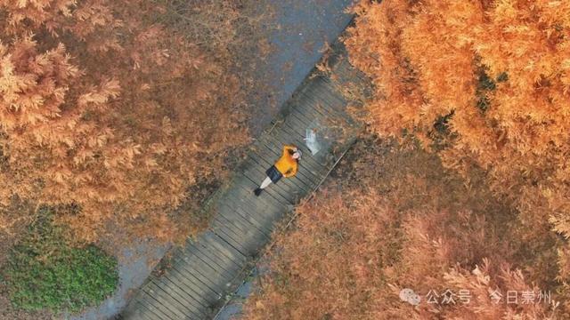 免费又出片！崇州初冬宝藏秘境，美到封神！