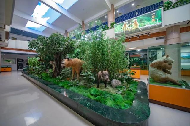 佛坪晚夏寻凉意，猫进秦岭躲避“秋老虎”！
