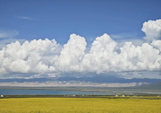 夏日里的青海湖 :花正黄,水正清,天正蓝…